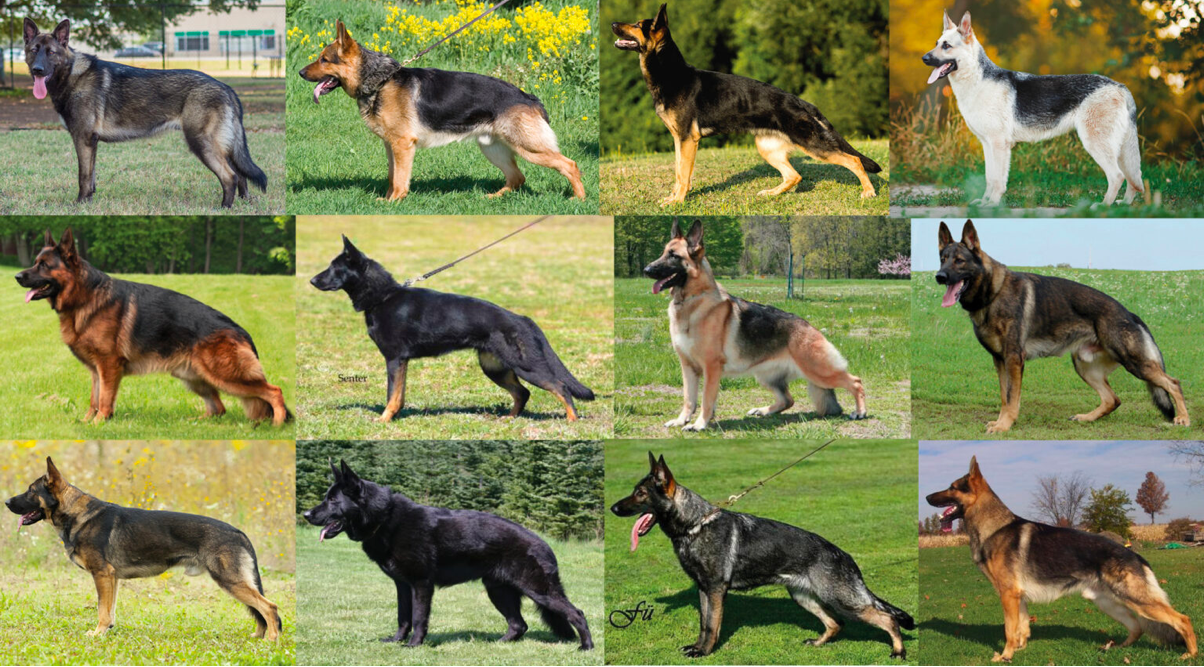 Top 6 Most Popular German Shepherd Colors and Patterns