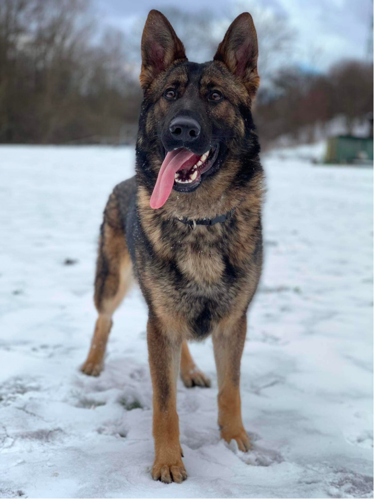 Sable German Shepherd: A Special Dog Breed with a Special Color