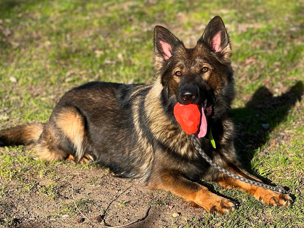Sable German Shepherd: A Special Dog Breed with a Special Color