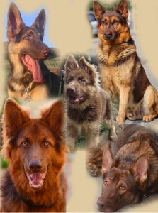 Liver German Shepherd: Gorgeous and Companionable Dog