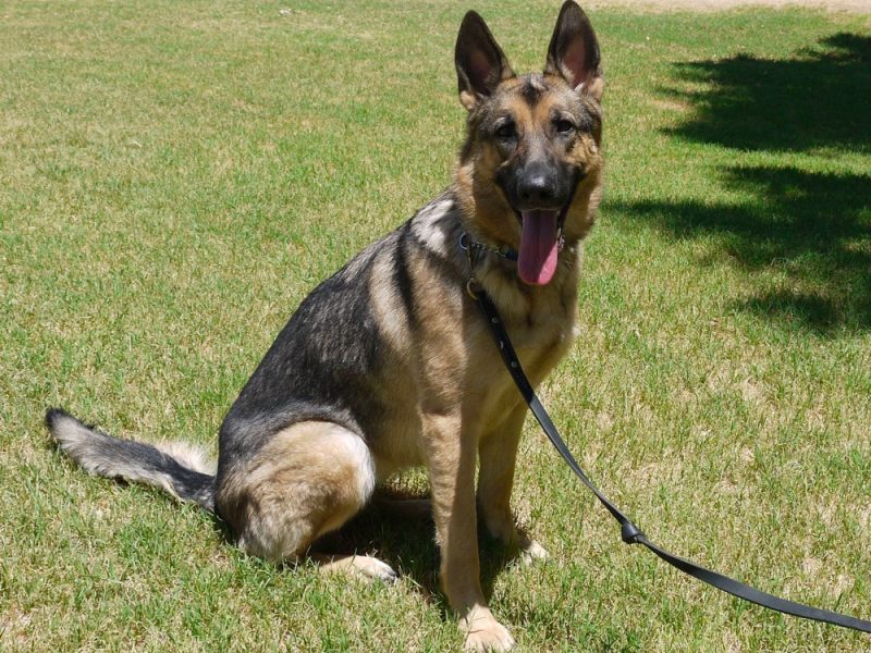 Top 4 Best German Shepherd Rescues in Arizona