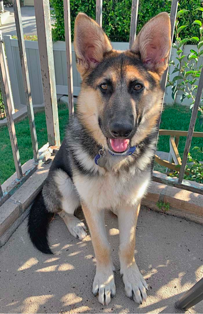 5 Month Old German Shepherd: Curious, Energetic, Calm Puppy