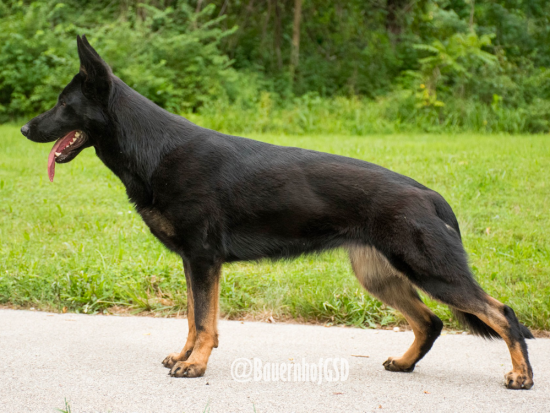 Bi-Color German Shepherd: Beautiful And Unique Dog With A Special Color