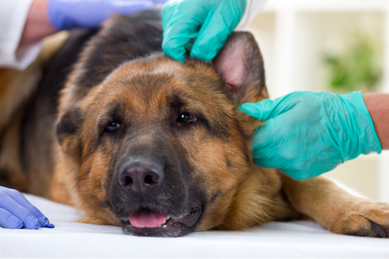 how-to-clean-your-german-shepherd-s-ears